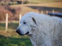 abruzzese shepherd dog